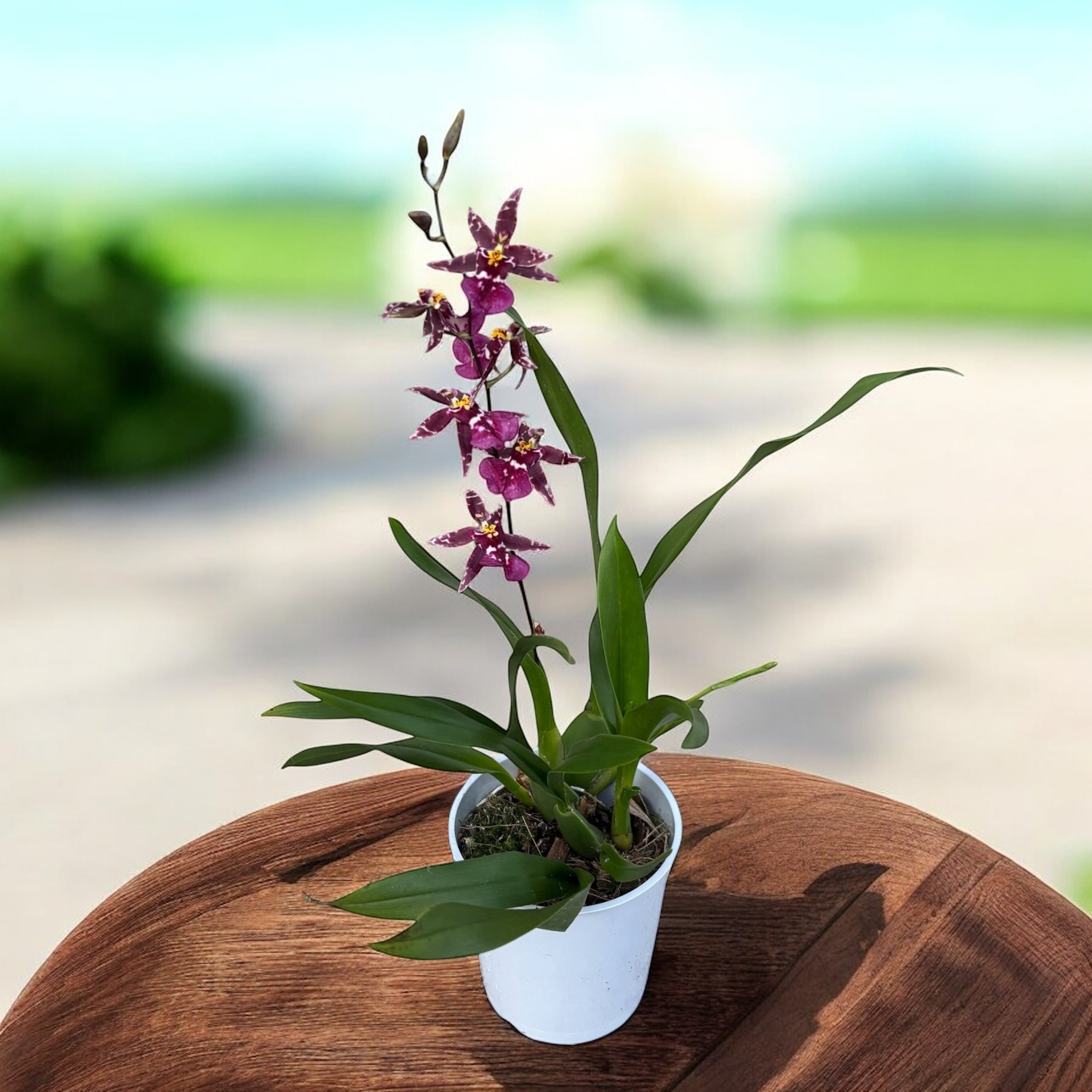 Oncidium (Cyrtocidium) Holm’s Wizard - purple - foarte parfumat!