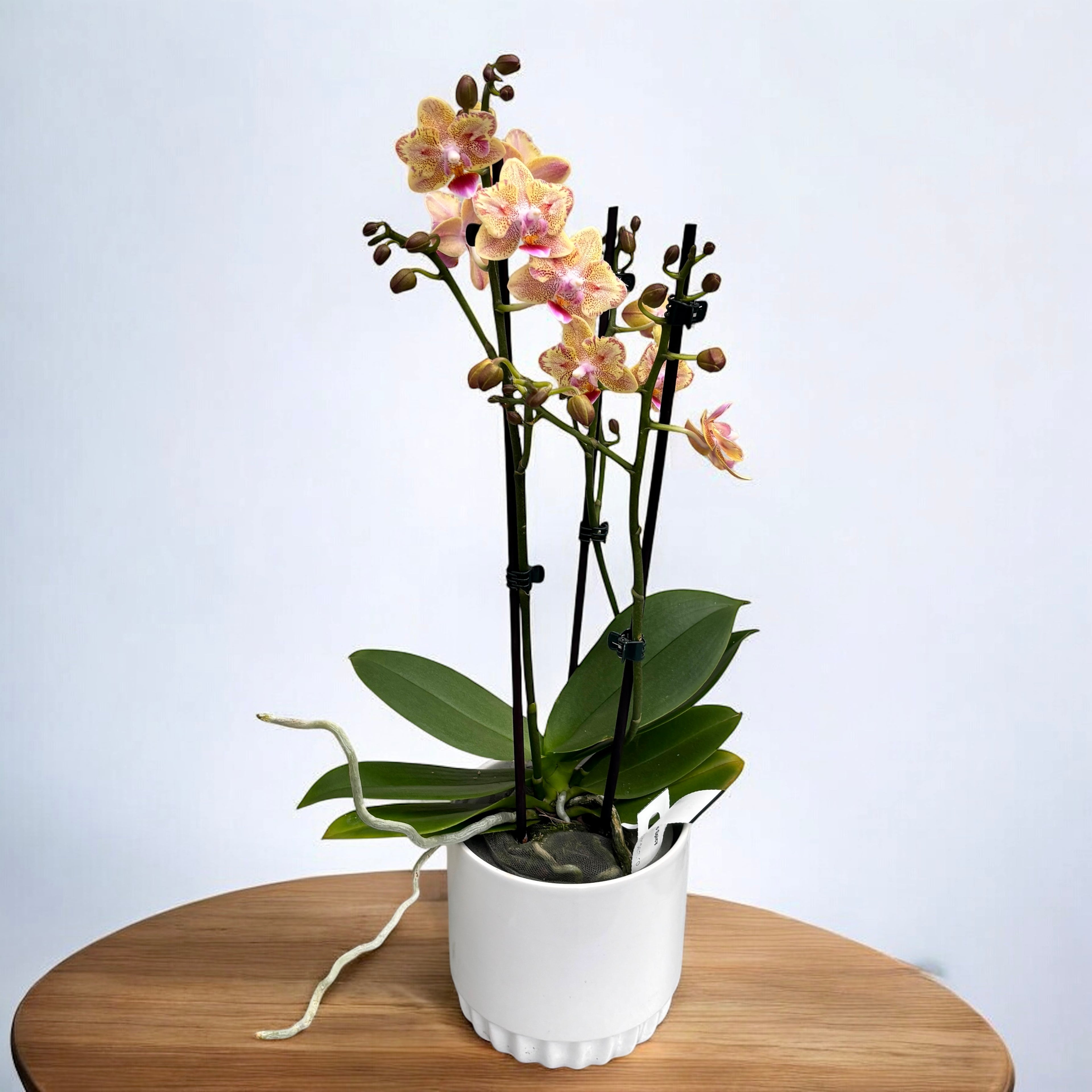 Phalaenopsis Aromio Spicy (farfalla pelorica) - fiori profumati