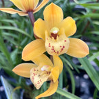 Cymbidium Eastern Bunny - kompakti miniatyyri tuoksuvilla kukilla