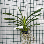 Pda. Cindy Banks (Papilionanda Mimi Palmer × Vanda luzonica)