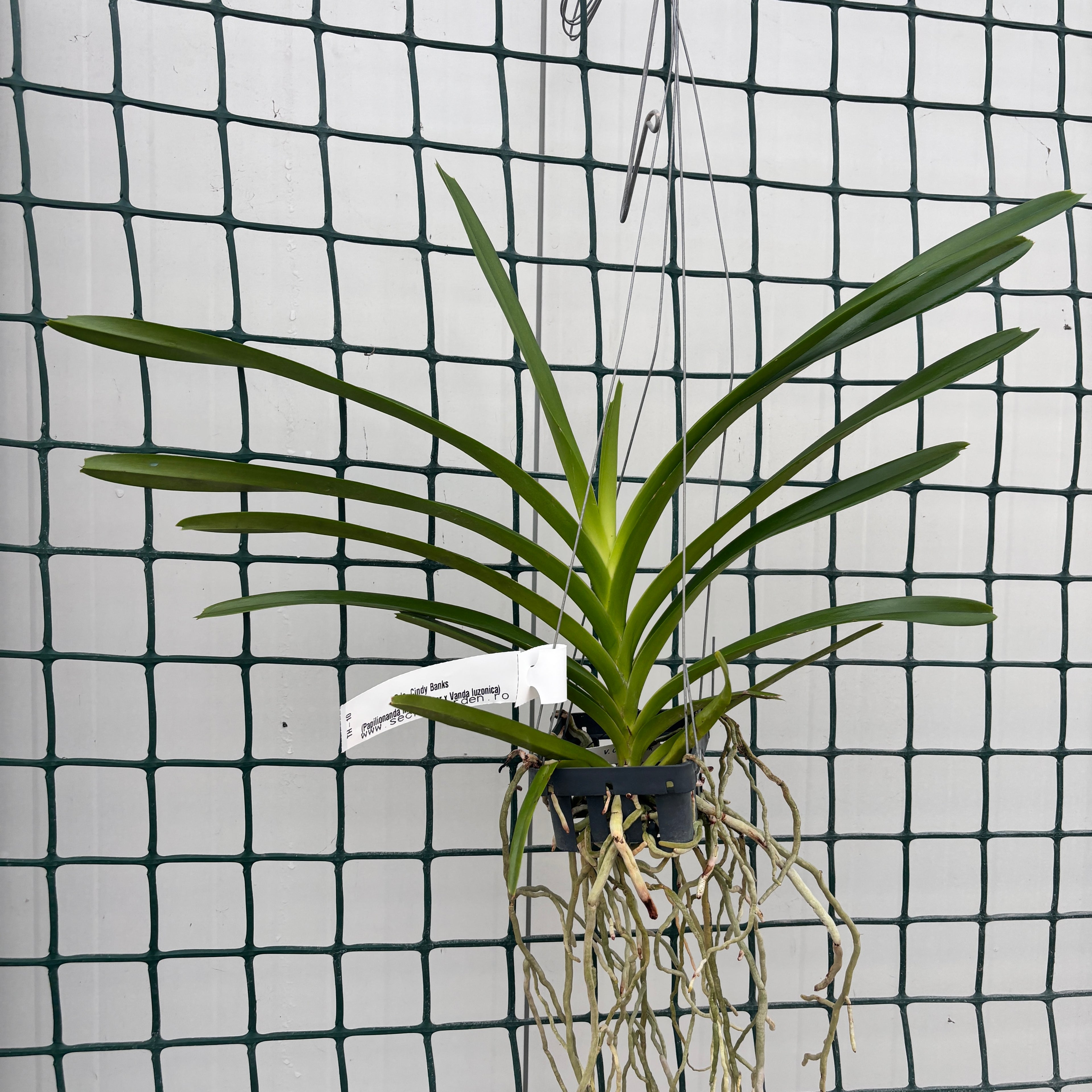 Pda. Cindy Banks (Papilionanda Mimi Palmer × Vanda luzonica)