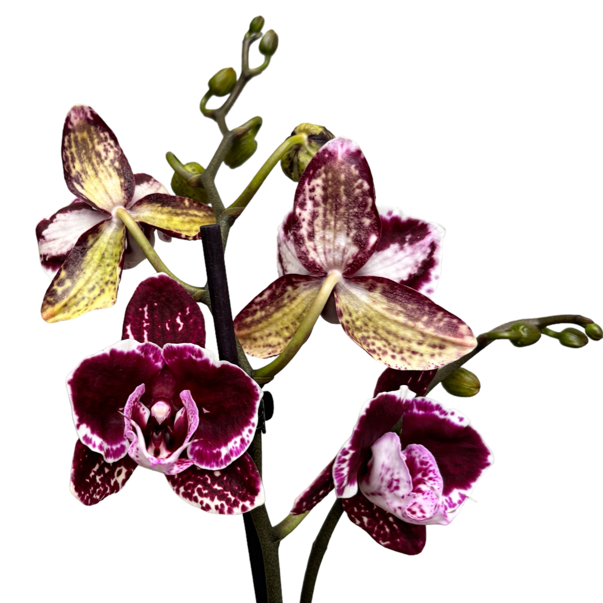 Phalaenopsis 'Limited #10’ μεγάλο χείλος