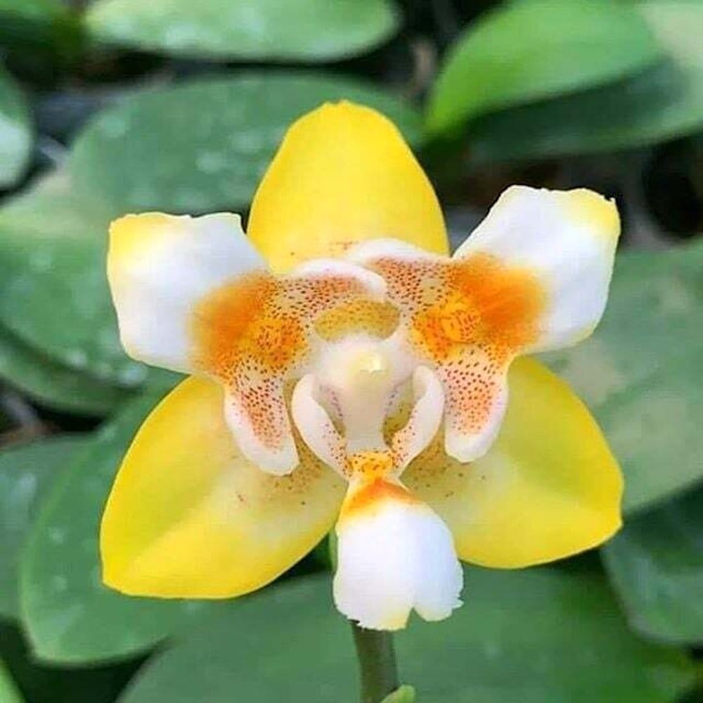 Phalaenopsis (Yaphon Perfume × Brother Sala Gold) 'Yaphon ES-1'