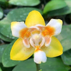 Phalaenopsis (Yaphon Perfume × Brother Sala Gold) 'Yaphon ES-1'