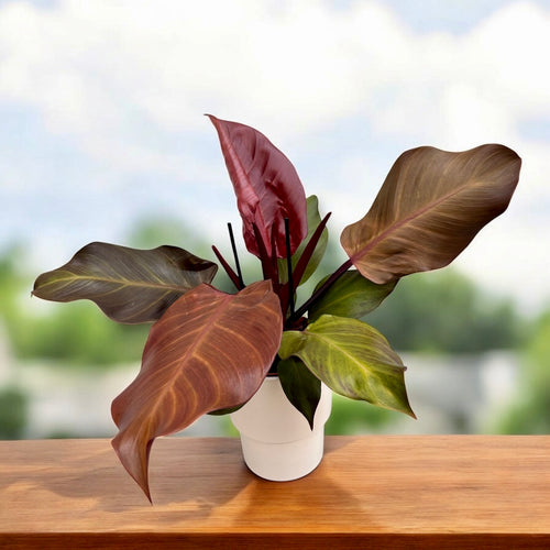 hybrid sunlight philodendron Philodendron „Sunlight“ – lebendige Schönheit und pflegeleicht – Secret  Garden Plant Shop