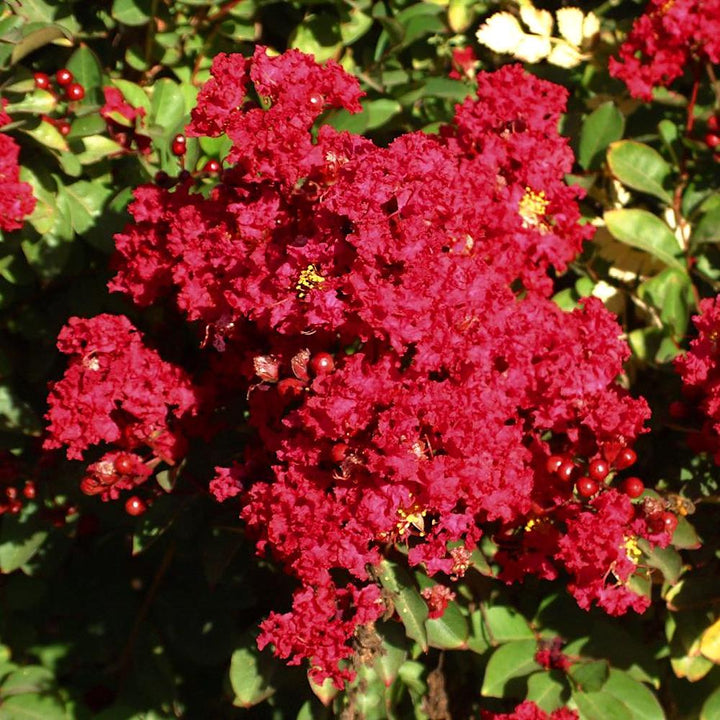 Lagerstroemia indica 'Red Imperator'