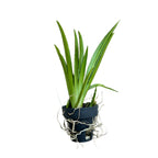 Tolumnia Jairak Rainbow 'Hybrids'