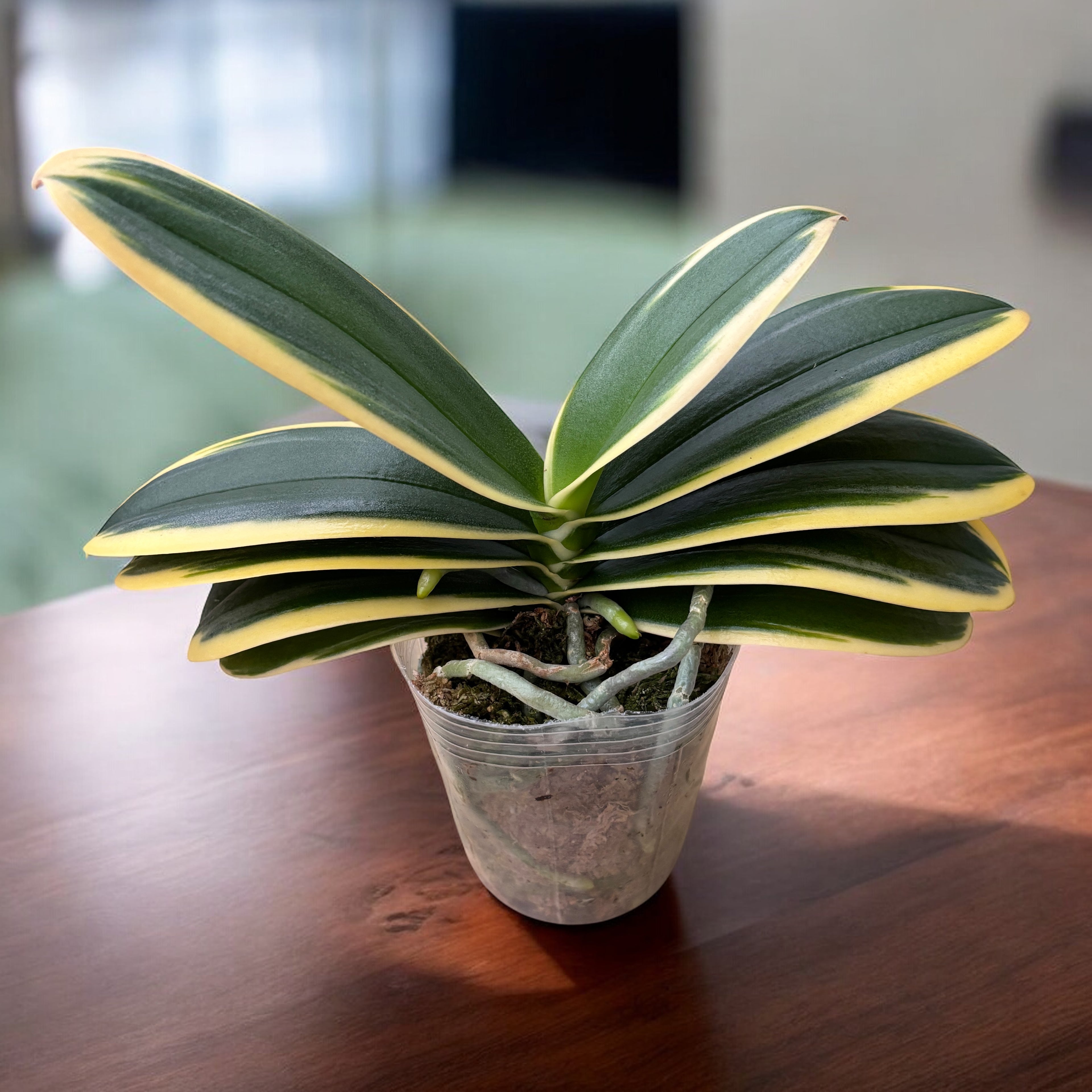 Phalaenopsis Chia E Yenlin (buntblättrig & Schmetterling)