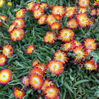 Delosperma Lido 'Orange med öga' (iskrasse)