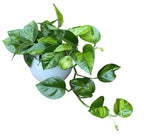 Epipremnum pinnatum 'Global Green' (3-4 plante/ghiveci)