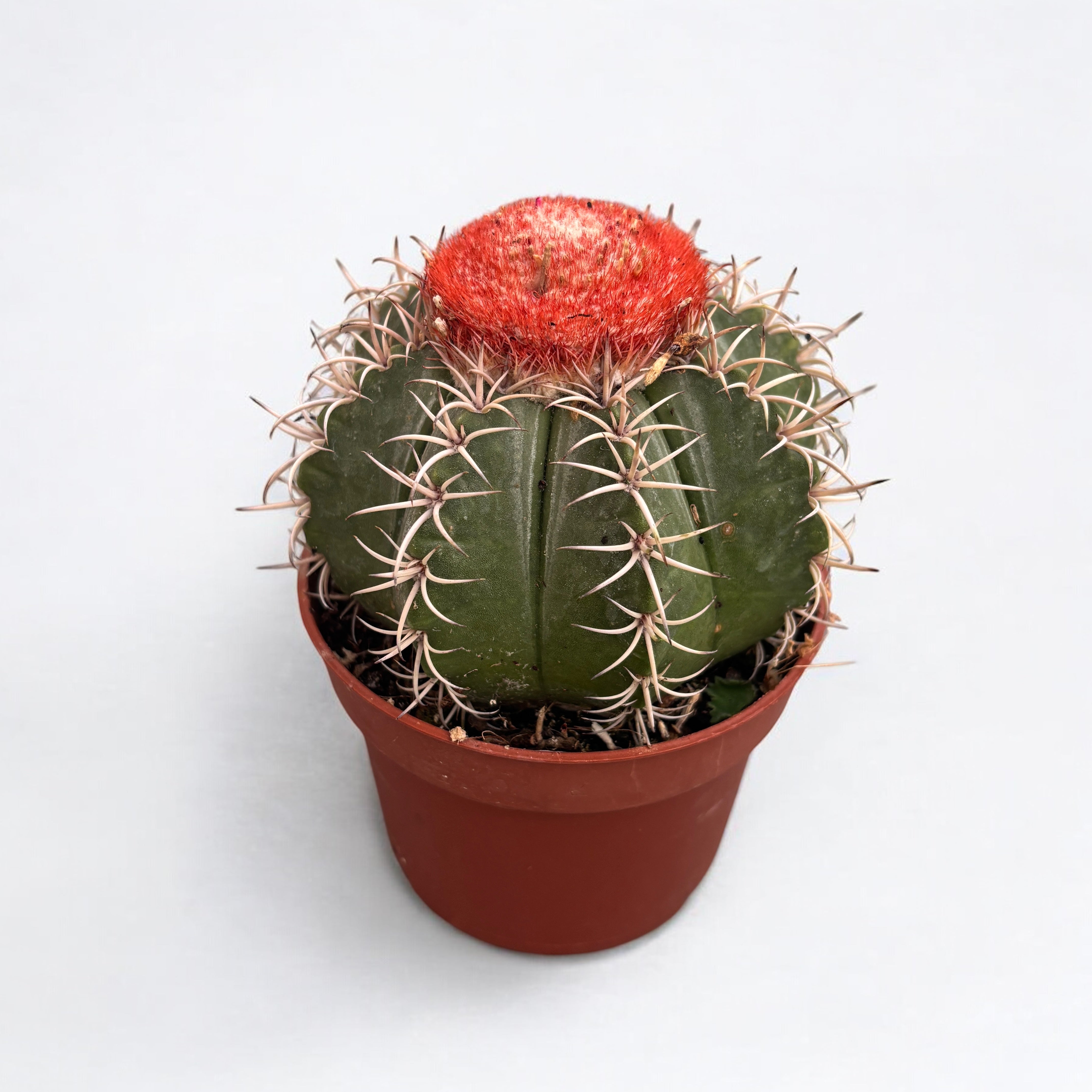 Melocactus matanzanus - roślina kolekcjonerska z ozdobnym cefalium