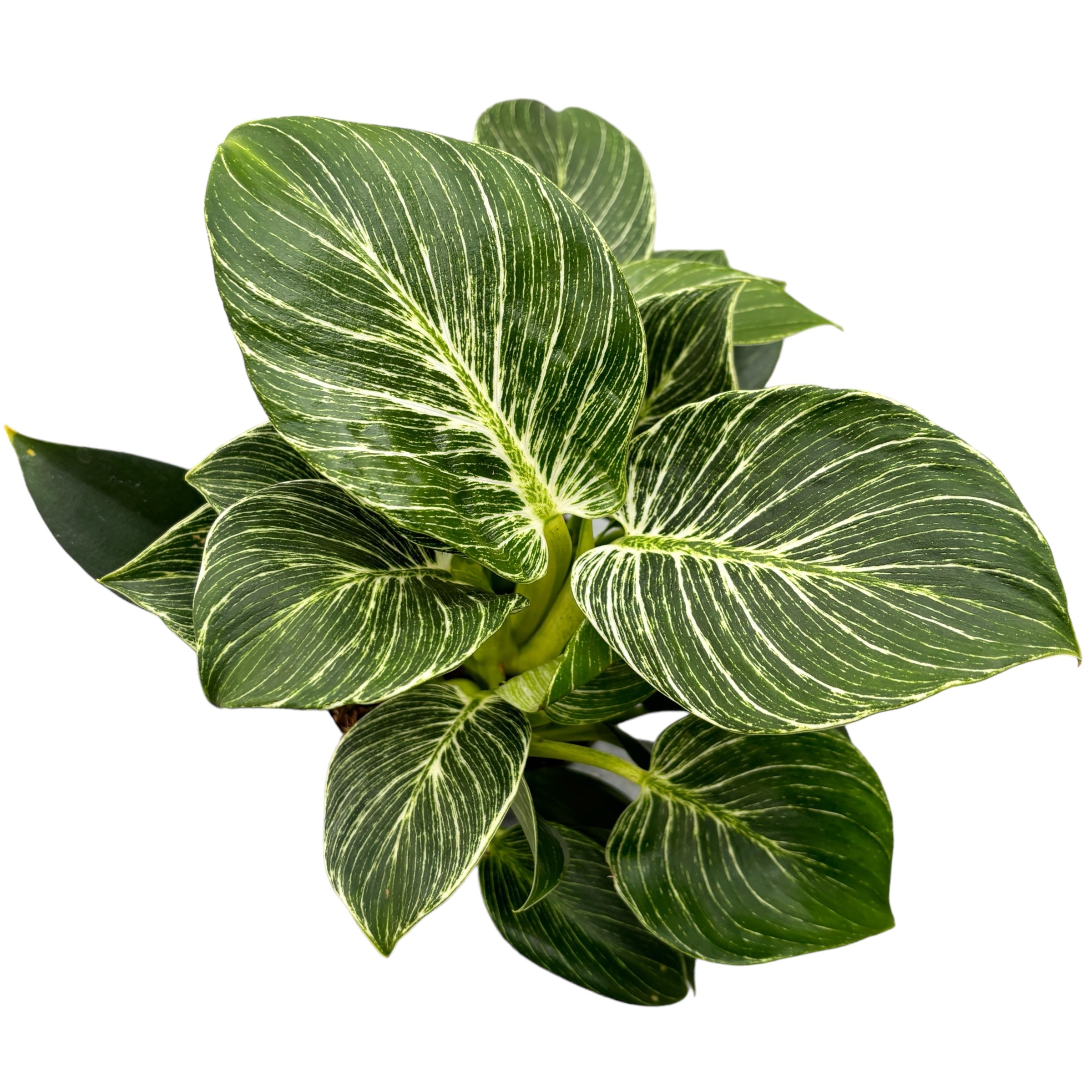 Philodendron Birkin (White Wave, White measure)