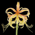 Amaryllis (Hippeastrum) ‘Santorini Saffron’ - crin exotic, cu flori galben-safran