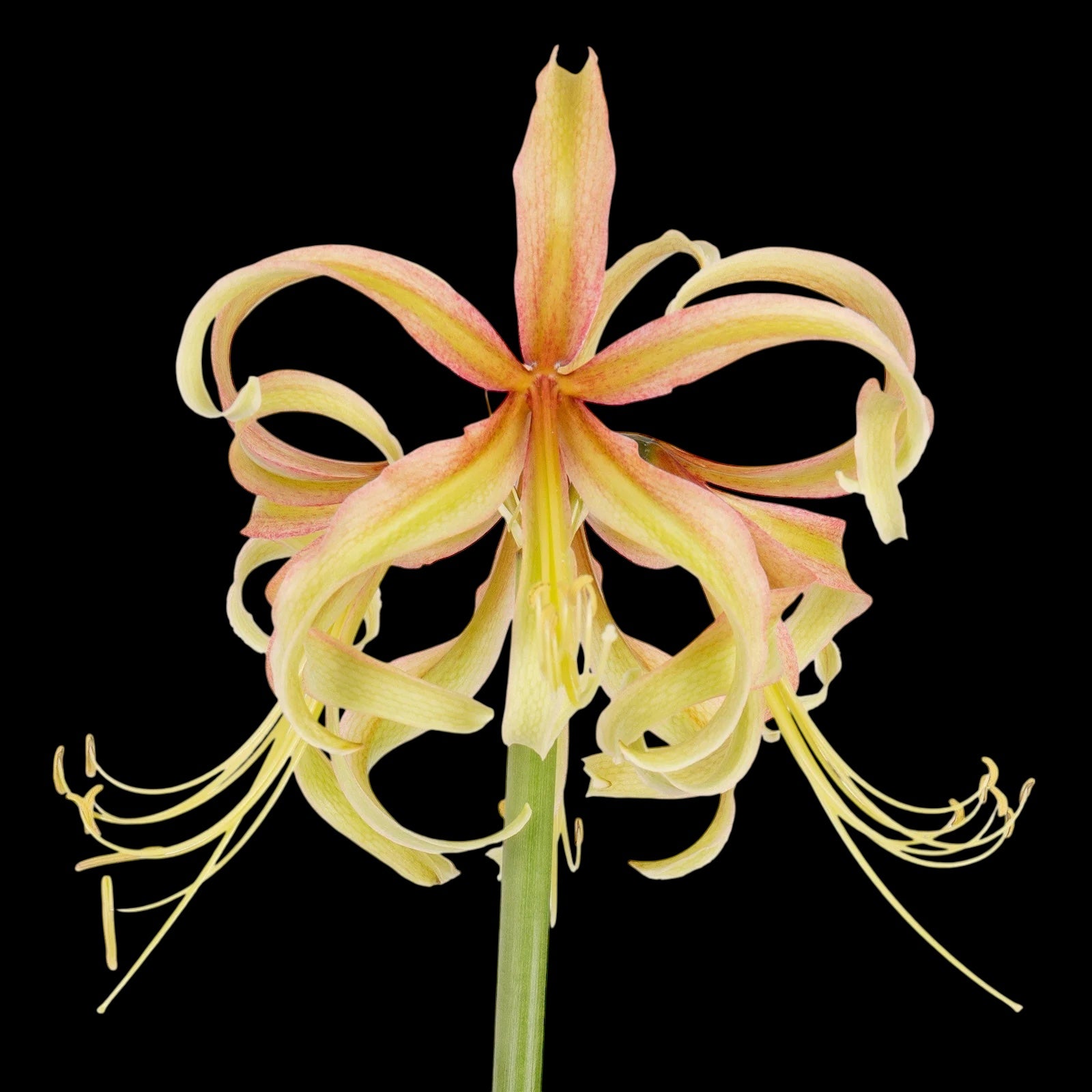 Amaryllis (Hippeastrum) ‘Santorini Saffron’ - crin exotic, cu flori galben-safran