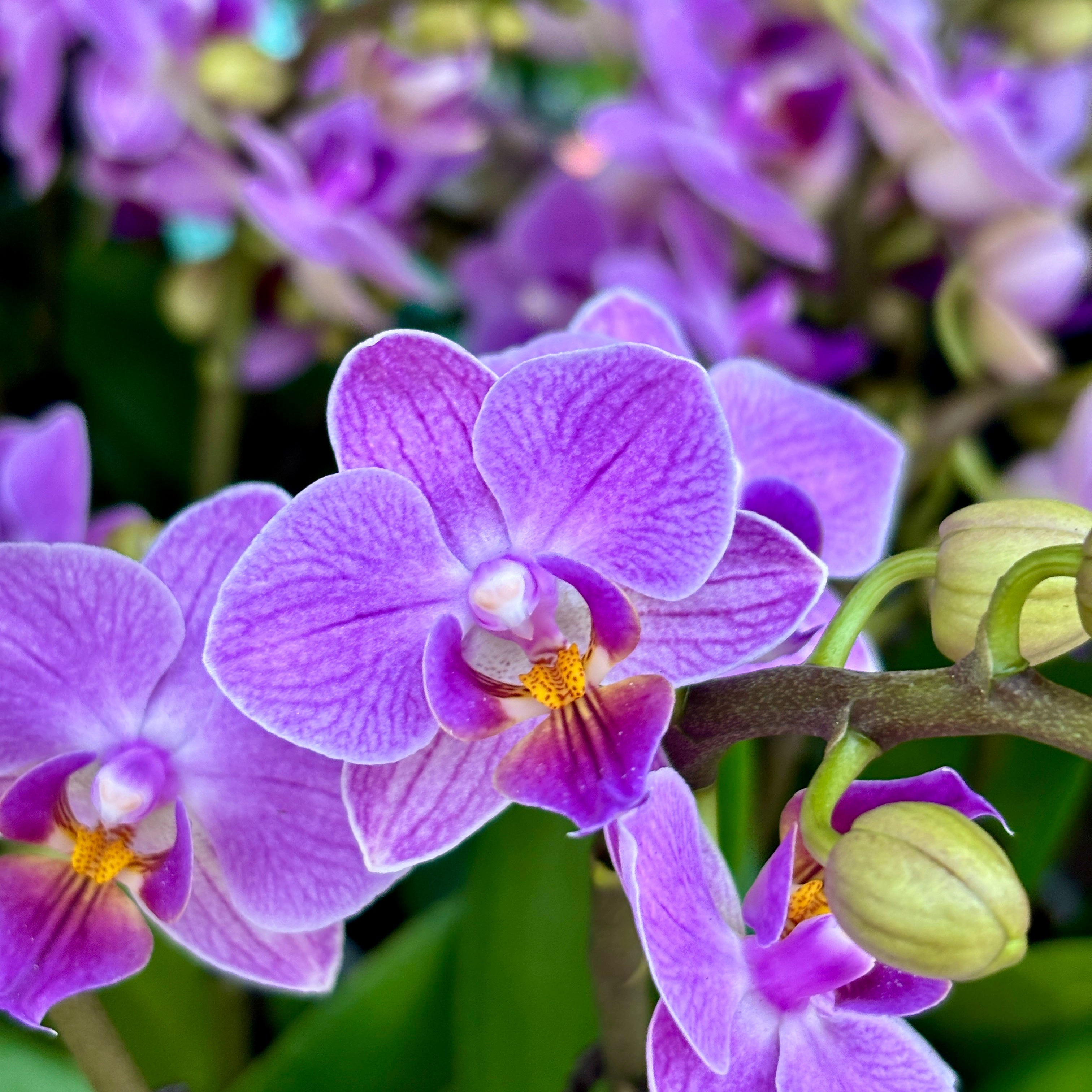 Phalaenopsis Sogo Vivien Blue