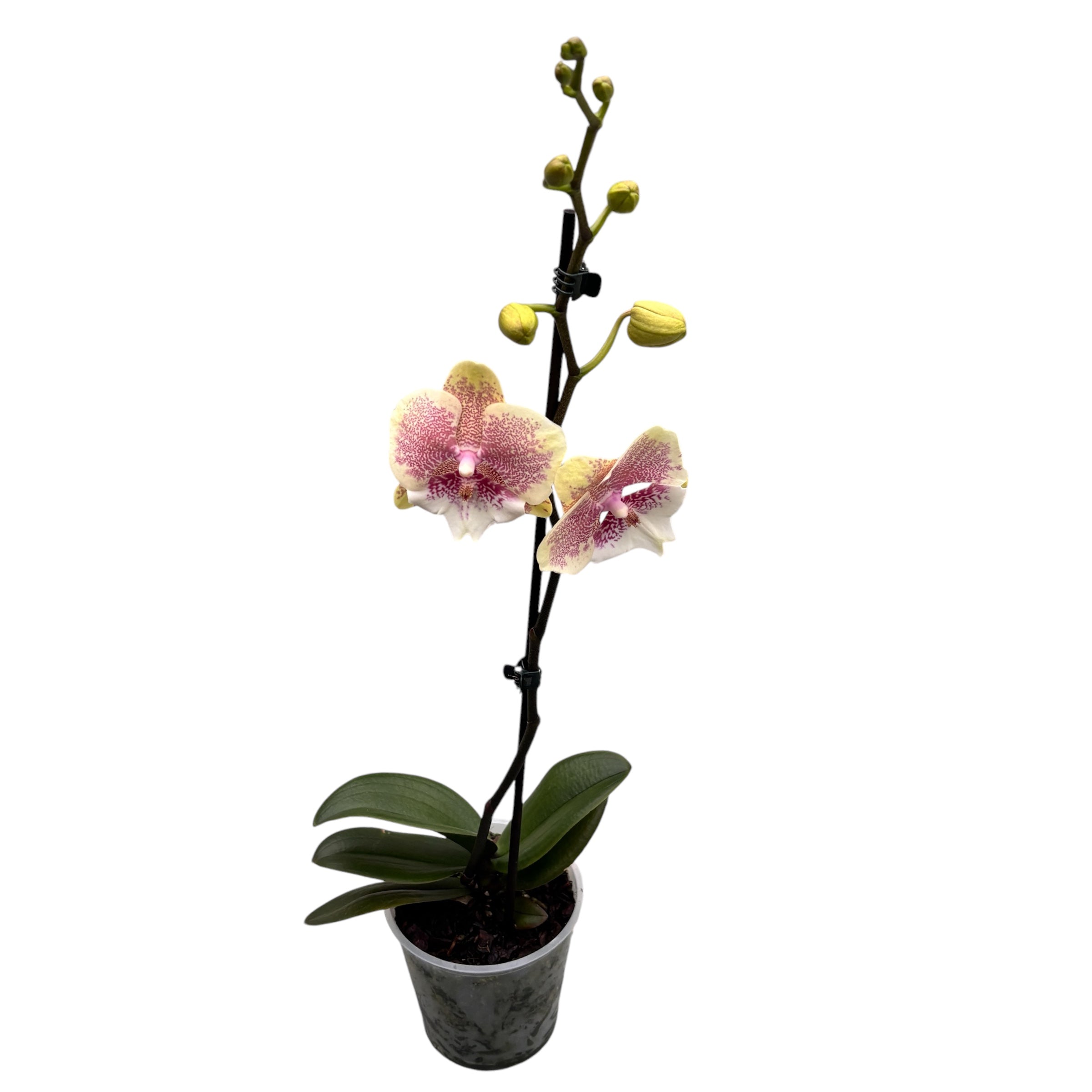 Phalaenopsis 'Limited #18' grande labbro
