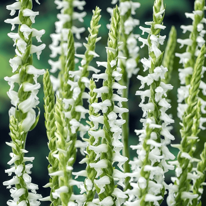 Spiranthes cernua var. odorata ‘Chadd’s Ford’