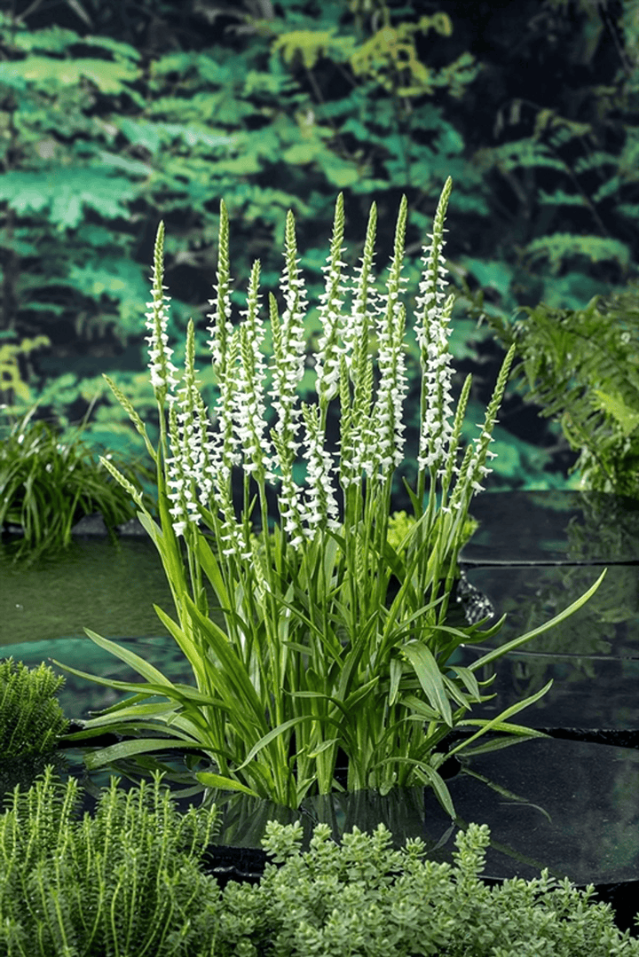 Spiranthes cernua var. odorata ‘Chadd’s Ford’