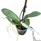 Phalaenopsis 'Limited #46' labio grande