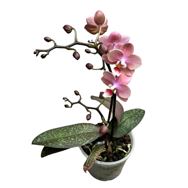 Phalaenopsis Odorion (Aromio Sweet) 