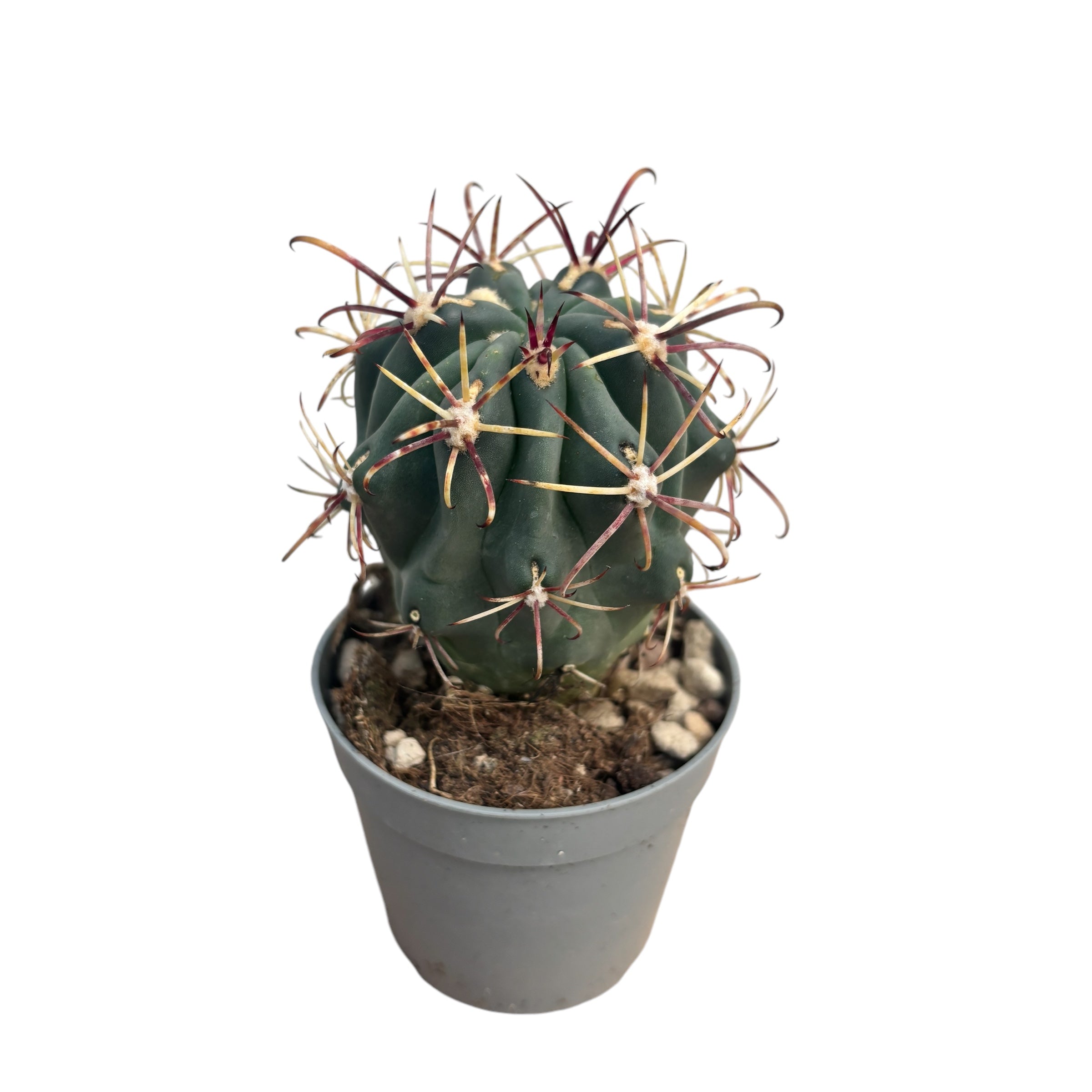 Glandulicactus mathssonii