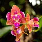 Phalaenopsis Limited 33 (peloric)