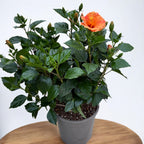 Hibiszkusz rosa-sinensis 'Sunny Torino' - XL példányok