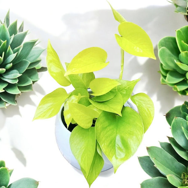 Epipremnum aureum 'Neon' (Neon Pothos) 3-4 plants/pot