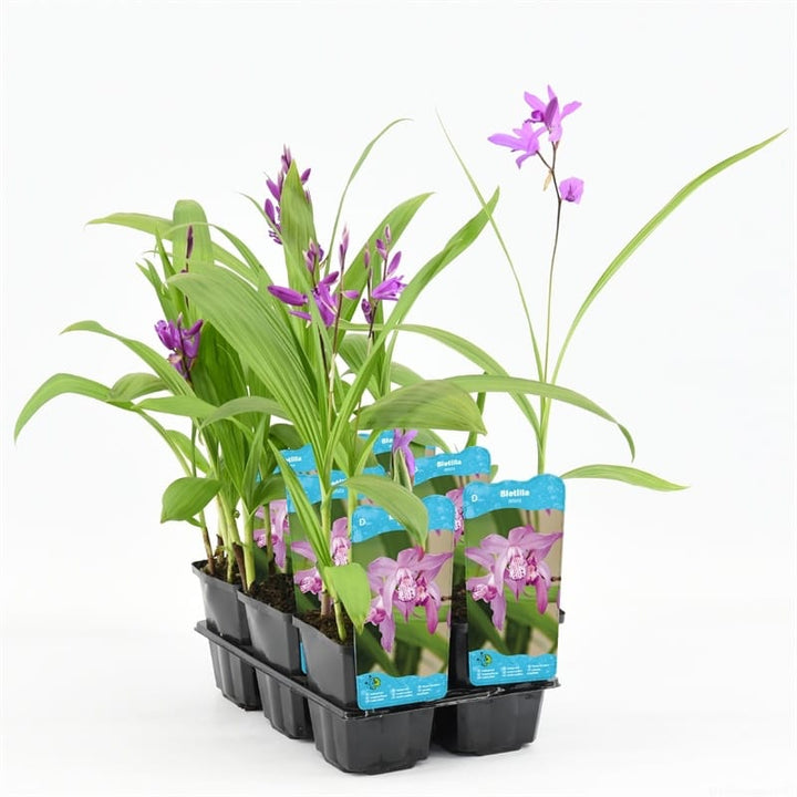 Orhidee de gradina - Bletilla striata (Purple)