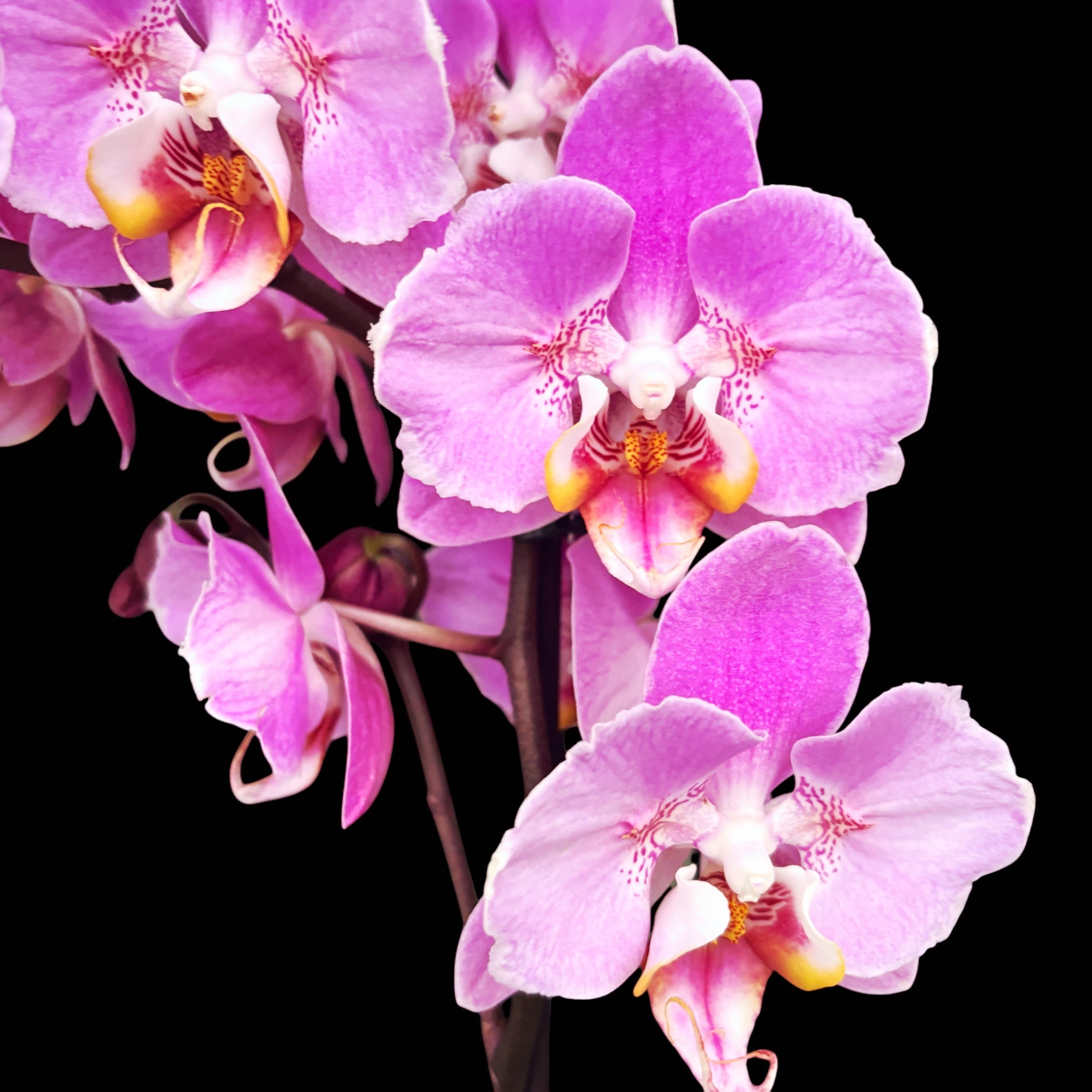 Phalaenopsis Taisuco Anna - peloric