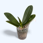 Phalaenopsis mix (Tchaj-wan)