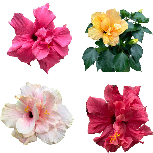 Hibiscus - Japanese rose with double flower mix