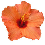 Hibiscus rosa-sinensis ‘Lucca’ (trandafiri japonezi cu flori mari portocalii)