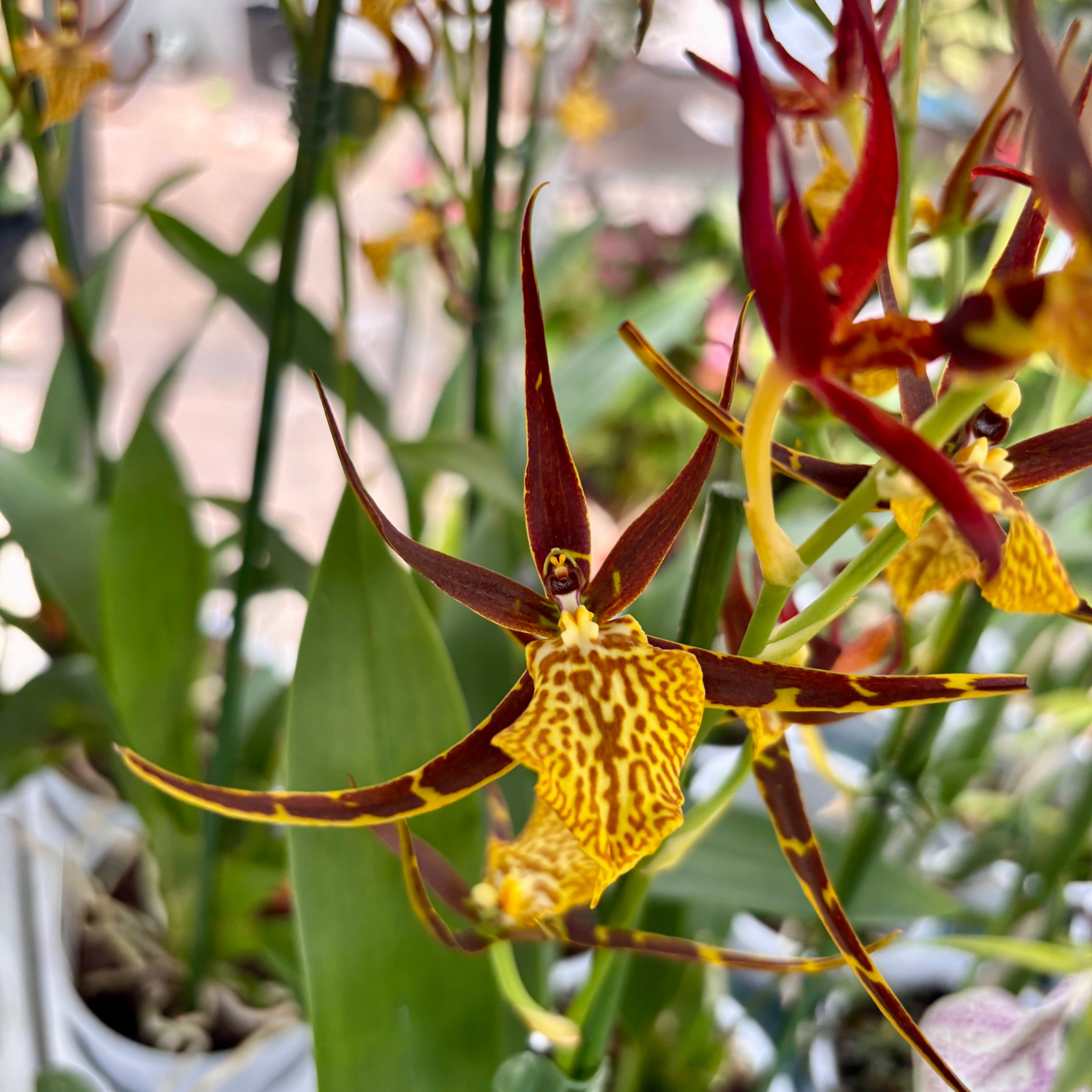 Brassidium Orange – fragrant flowers