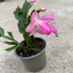 Schlumbergera ‘Thor Eliza’ (Craciunita roz) 2pp