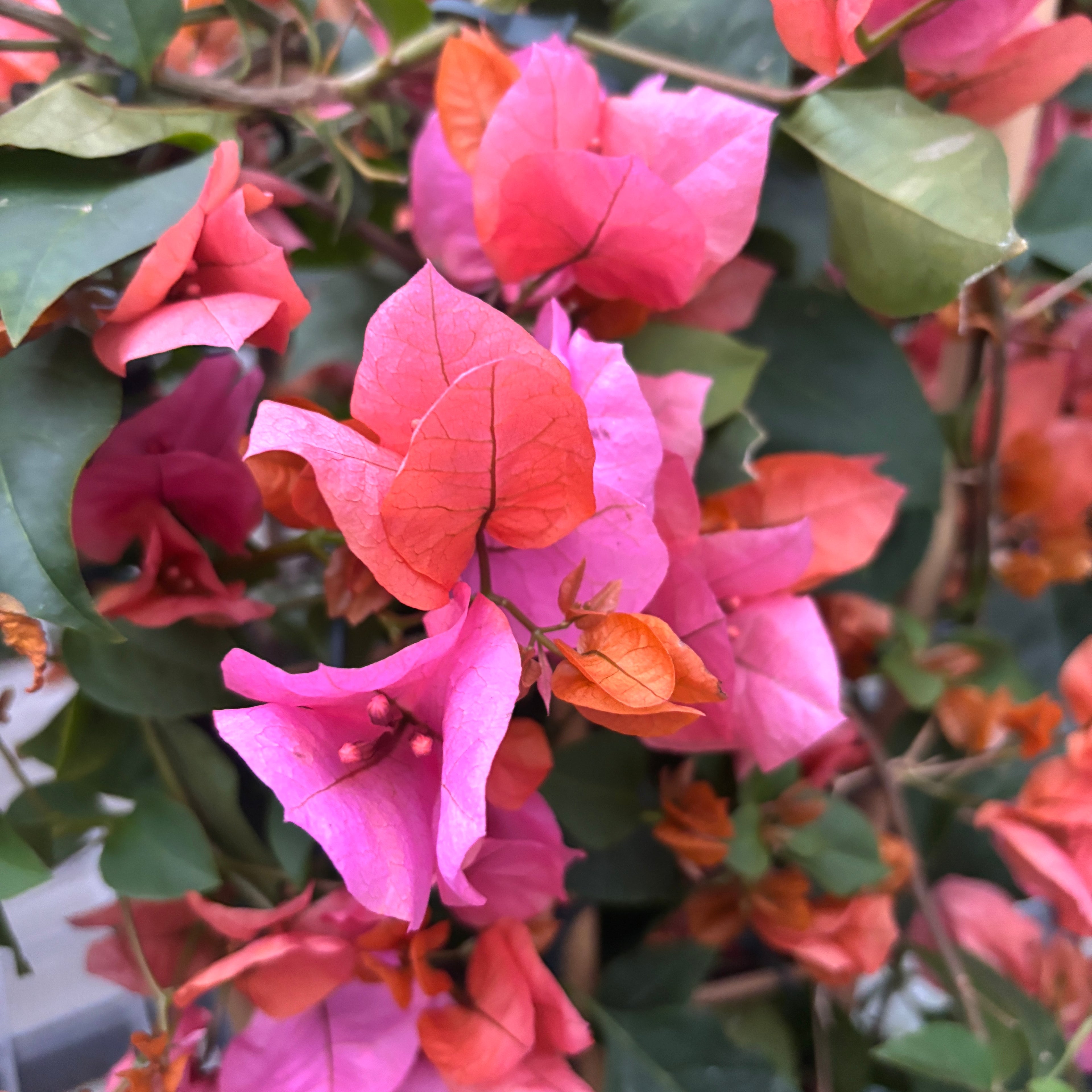 Bougainvillier 'Dania Orange' - La fleur de papier orange
