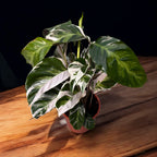 Calathea 'White Fusion' D14