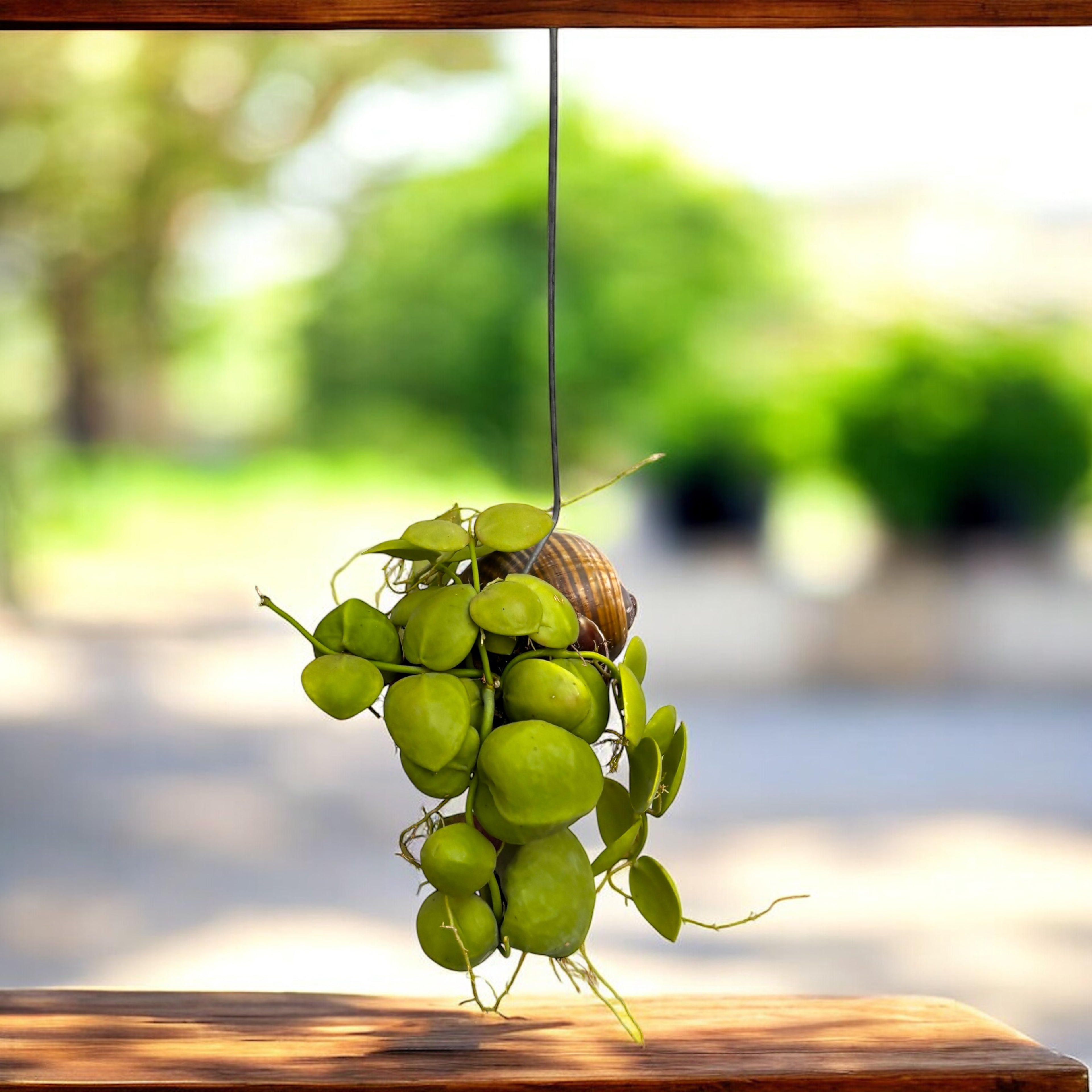 Dischidia Vidalii x Sp. Camiguin Island – montata in cochilie ‘Snaily’
