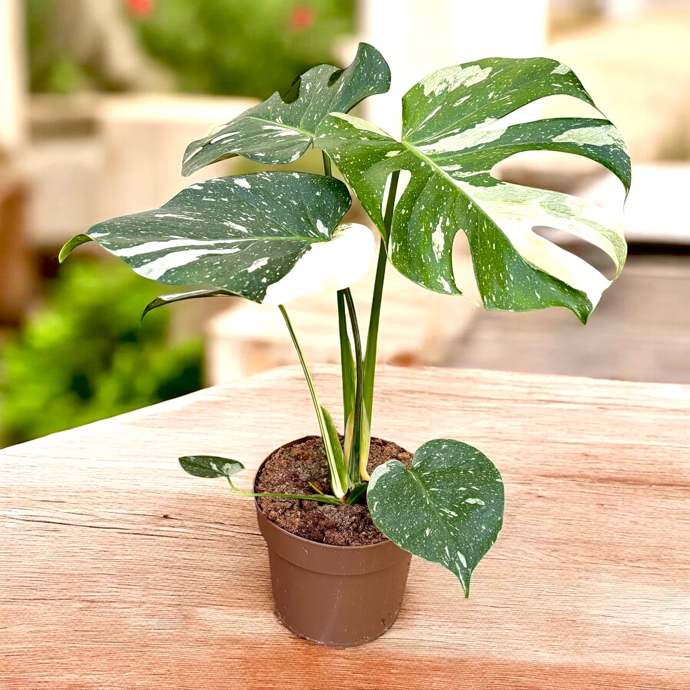 Monstera variegata 'Thai Constellation' - vyvinuté exempláre