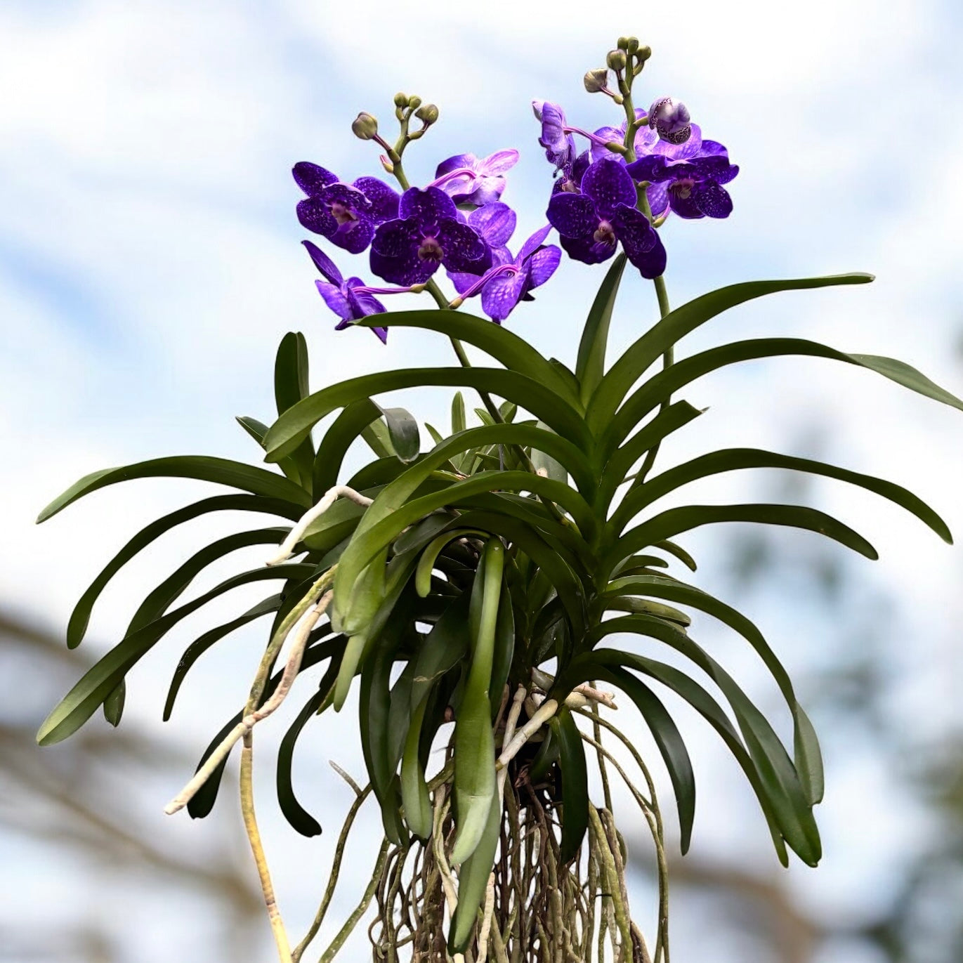 Vanda Tweed Blau XXL (Ansu) - TWEED10