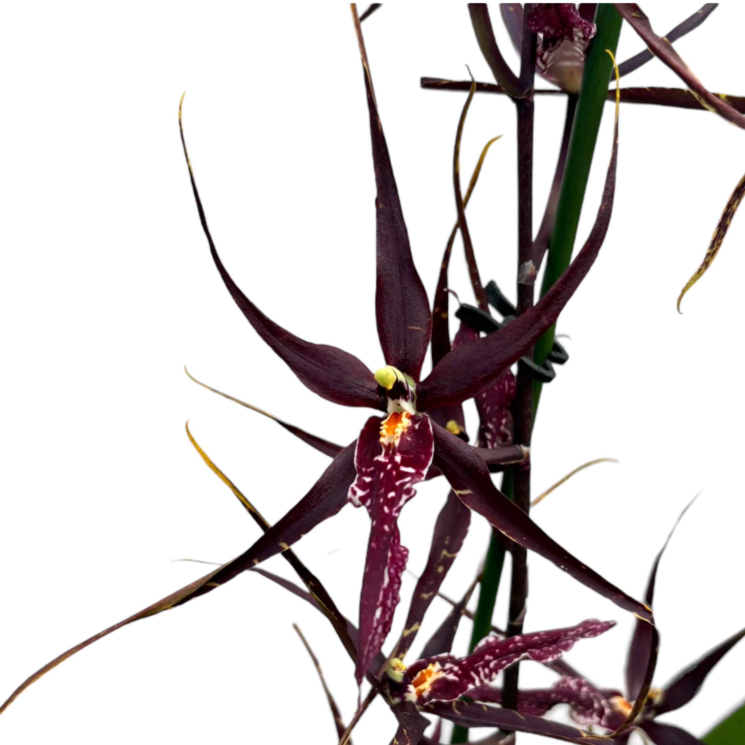 Wilhelmara Pinot Princesse