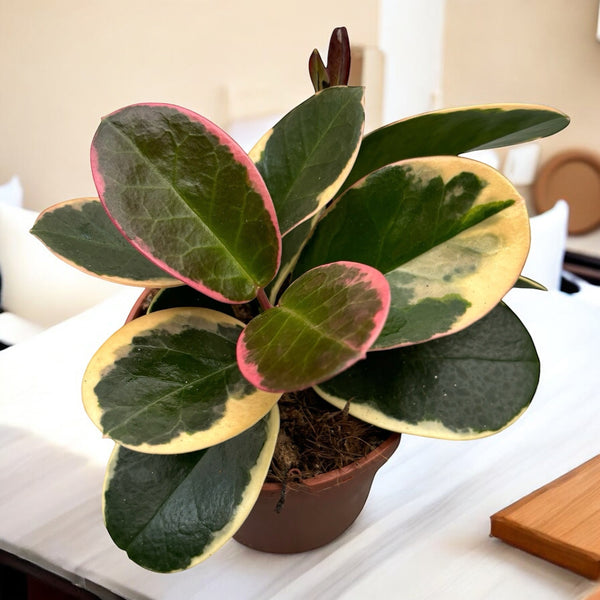 Hoya australis 'Blondie' (weißrandig) D12