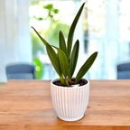 Mcv. France Fox - flores grandes perfumadas