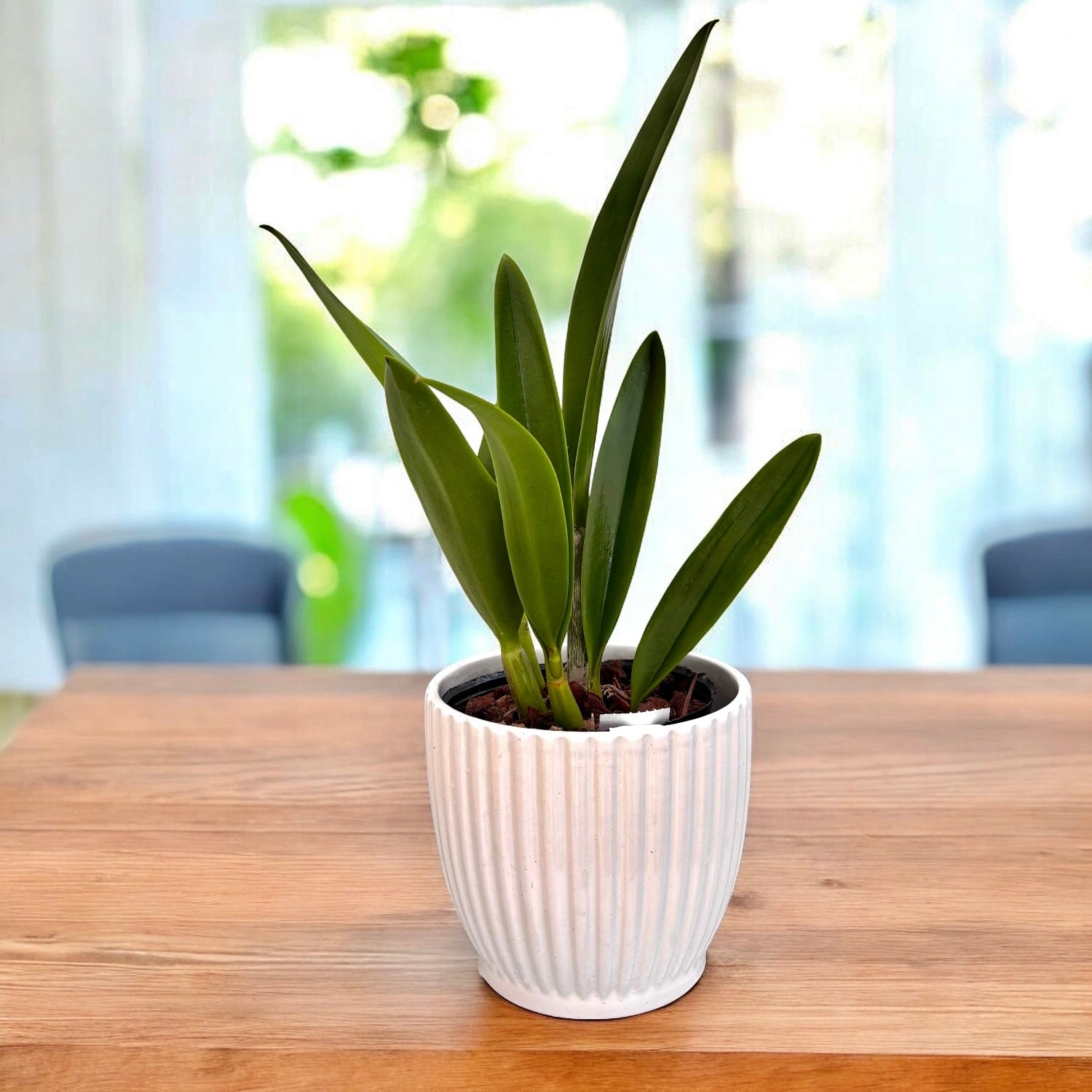 Mcv. France Fox - large fragrant flowers