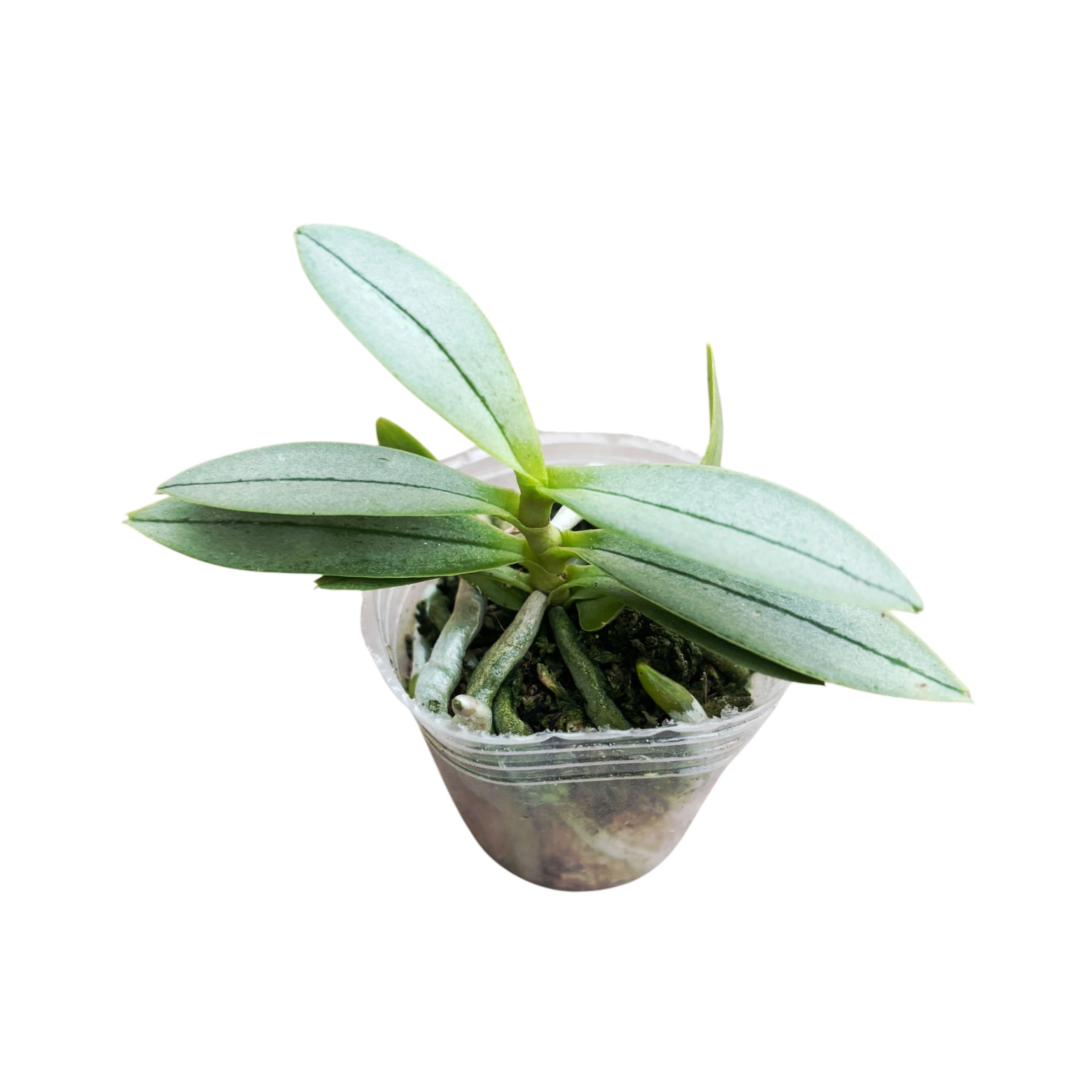 Phalaenopsis Cute Ariel (peloric & silver leaves) - miniatura