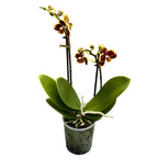 Phalaenopsis Papageno