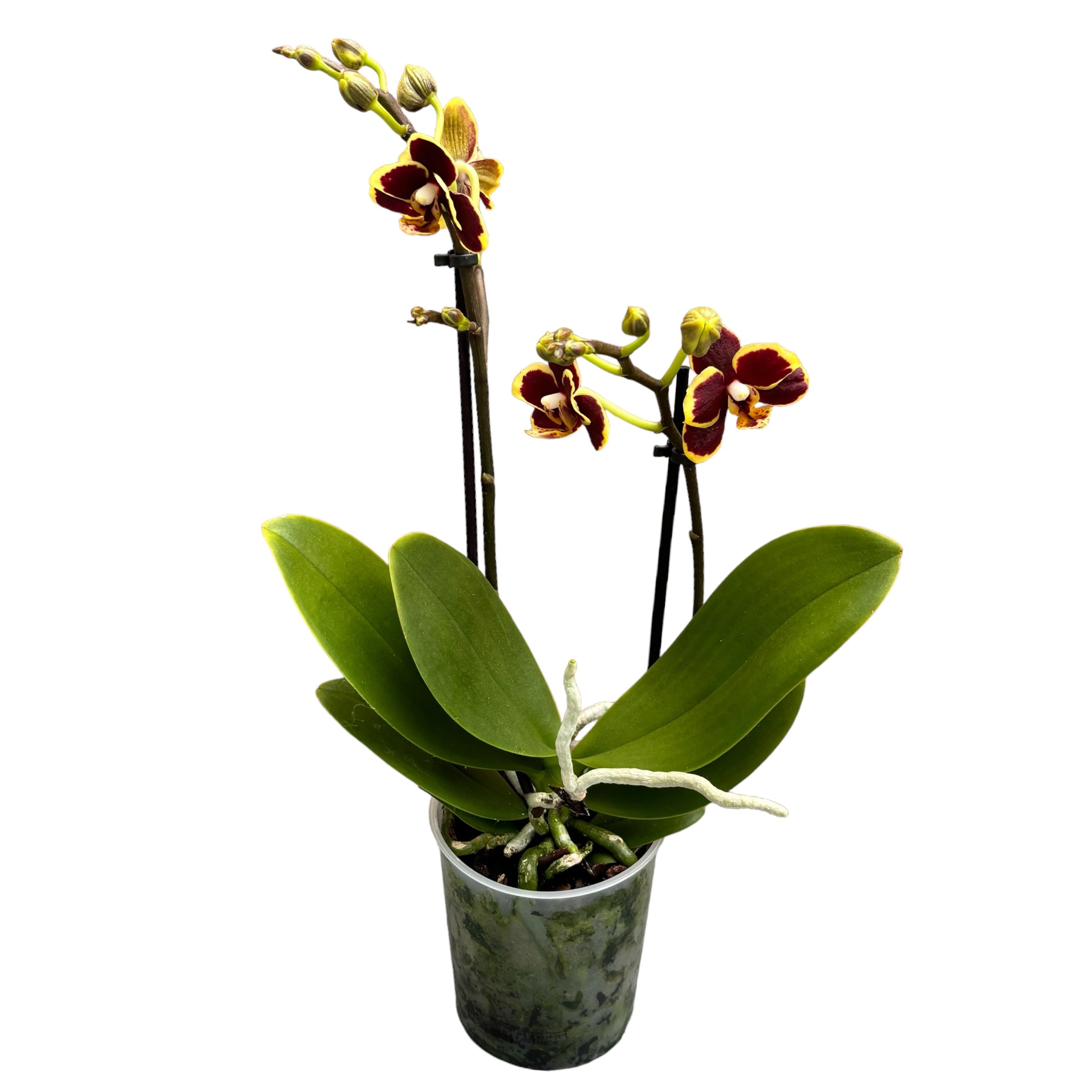Phalaenopsis Papageno