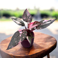 Philodendron 'Pink Princess Marble'