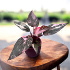 Philodendron 'Pink Princess Marble'