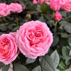 Rosen Rosa Kordana Grande Adele - duftende und große Blüten